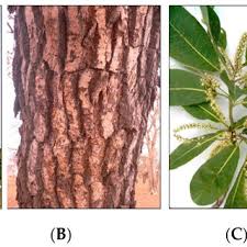 Image result for Terminalia boivinii