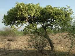 Image result for Dobera