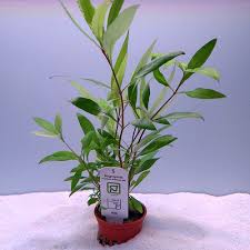 Image result for Hygrophila spiciformis