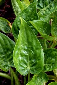 We did not find results for: Alocasia Cucullata Wikipedia