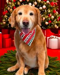 Scruffy to Fluffy Pet Services in Beachville is accepting new dog clients!  Fill out our form below if you're interested in being a client ⬇️  https://booking.moego.pet/go/form?formId=dc98f92af0ec4cd7973f680fe480f72a  Please note we are booking into