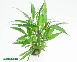 Image result for Murdannia stricta