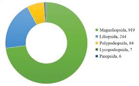 Image result for Thesium megalocarpum