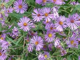 New England Aster Pictures Flowers Leaves And Identification Edible Wild Plants Leaf Identification Edible Flowers