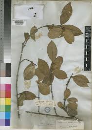 Image result for Cassipourea congoensis