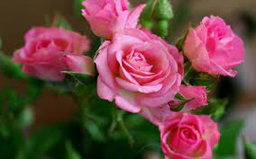 Download hd wallpapers for free on unsplash. 50 Free Roses Wallpaper Download On Wallpapersafari