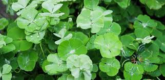Image result for Marsilea distorta