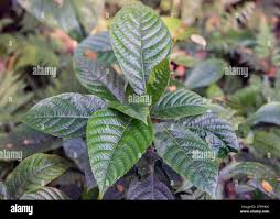 Image result for Tragia okanyua