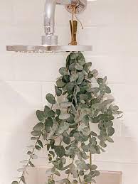 Fresh eucalyptus from trader joe's. Why You Should Be Hanging Eucalyptus In Your Shower Jaye Rockett