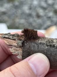 Image result for Stemonitis splendens