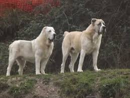 Pin By Arielle On Alabai In 2020 Alabai Dog Dogs Shepherd Dog