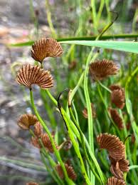 Image result for Schizaea pectinata