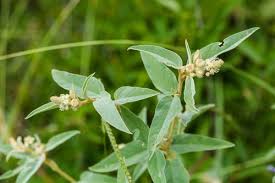 Image result for Croton longipedicellatus