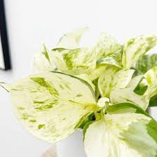 Image result for Dierama parviflorum