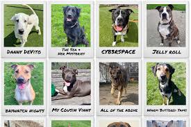 Image result for Recreation Pets Dogs Names