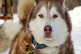 We are a family run private kennel located in the heart of michigan, where our hospitality is only the. Second Chance Mushers Northern Michigan Husky Rescue 9 10 News