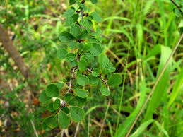 Image result for Fagopyrum snowdenii