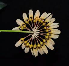 Image result for Bulbophyllum prorepens