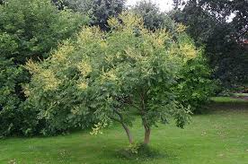 Image result for Aporrhiza paniculata