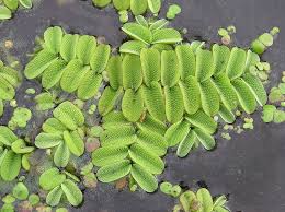 Image result for Hydrostachys