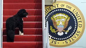 The obama family got bo shortly after they moved into the white house, fulfilling barack obama's campaign promise to get his daughters, sasha and malia, a dog in return for their time spent on. Obama Dog Bo Once A White House Celebrity Dies From Cancer Mpr News