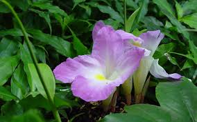 Image result for Schlechterina mitostemmatoides