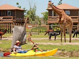 Situated in rancagua, this spa aparthotel is 1.1 mi (1.8 km) from estadio el teniente and 4.5 mi (7.2 km) from parque safari chile. Visitar El Safari De Rancagua Conociendo Chile