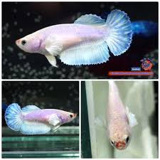 Live Betta Fish Female Red Lip White Platinum Dumbo Hmpk 1218 Betta Fish Betta Fish