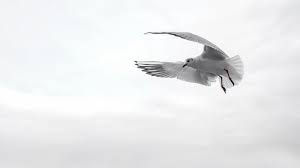 Spiritual Meaning Of Birds Hitting Window
