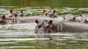 Will Escobar's 'cocaine hippos' leave Colombia for India?
