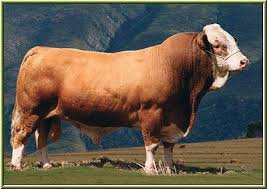 Cattle Breeds Simmental Beef Cattle Bull Cow Cattle