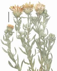 Image result for Heterotis canescens