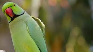 Alexandrine Parakeet Personality, Food & Care – Pet Birds By Lafeber Co.