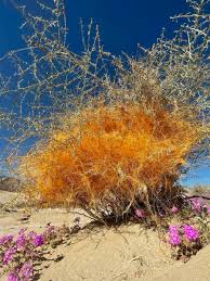 Image result for Cuscuta kilimanjari