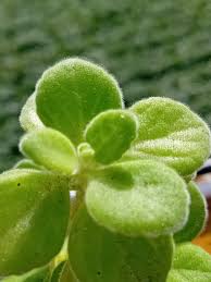 Image result for Coleus hadiensis