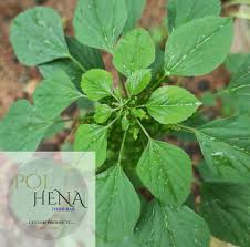 Image result for Acalypha indica