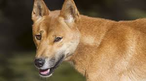 Image result for domestic dog