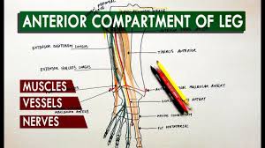 The legs include the upper leg, knee, lower leg, ankle, and. Anterior Compartment Of The Leg Muscles Vessels Nerves Anatomy Tutorial Youtube