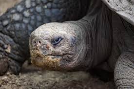 Image result for Chelonoidis microphyes