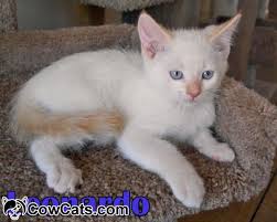 Black And Grey Tabby Cat Personality Personality Of Flame Point Siamese Cats Google Search Siamese Cats Siamese Kittens Ragdoll Cat