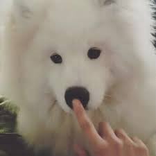 Owls cannot rotate their heads 360 degrees. 360 Degree Gif