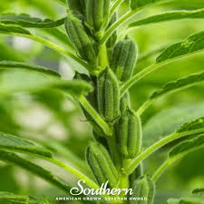 Image result for Sesamum