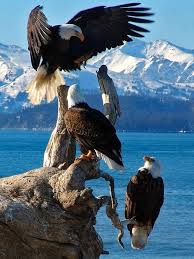 Majestic Birds Of Prey Animals Majestic Eagles Symbolize God S Wisdom Like An Eagle Can See Incredible Distances Jehovah Can See Into The Human Heart Bald Eagle Animals Animals Beautiful