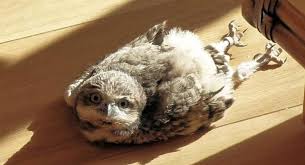 Some Owls Sleep Face Down And These 30 Funny Photos Show What It Looks Like Night owls who are involuntarily unable to fall asleep for several hours after a normal time may have delayed sleep phase syndrome. some owls sleep face down and these 30