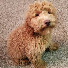 Our doodles range from 17 to 20 in height at withers, and weigh between 30 lbs to 45 lbs at maturity. Belleauwood Labradoodles Australian Labradoodle Puppies Raleigh North Carolina Belleauwood Labradoodles