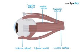 Image result for Extraocular Movement