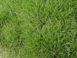 Maybe you would like to learn more about one of these? Horticulture Landscaping Lawn And Lawn Making