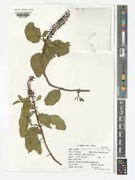 Image result for Helixanthera