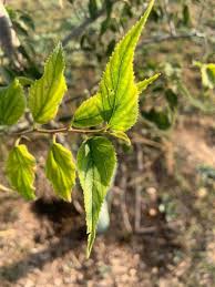 Image result for Celtis africana