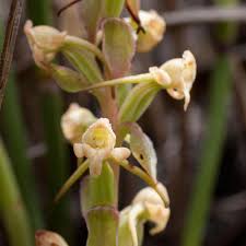 Image result for Satyrium chlorocorys